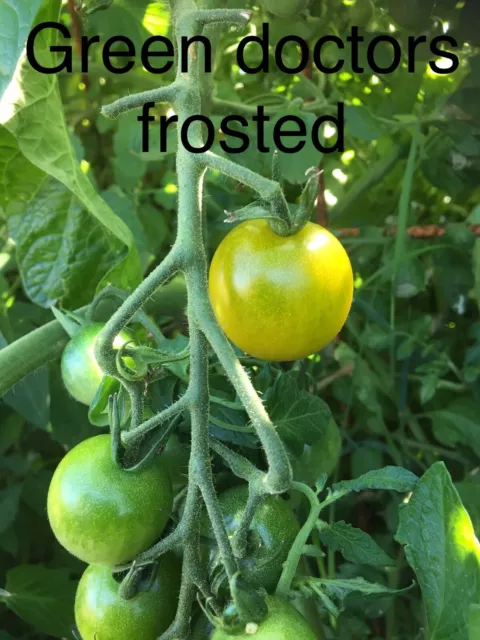 graine tomate taille cerise variété "GREEN DOCTOR'S FROSTED" (FRAIS PORT UNIQUE)