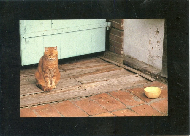 Cpsm / Carte Postale / Chat / Cat // Photo Jacques Sierpinski