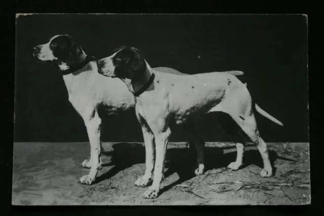 alte Ansichtskarte AK ca 1914 English POINTER Jagdhund DOG Hund