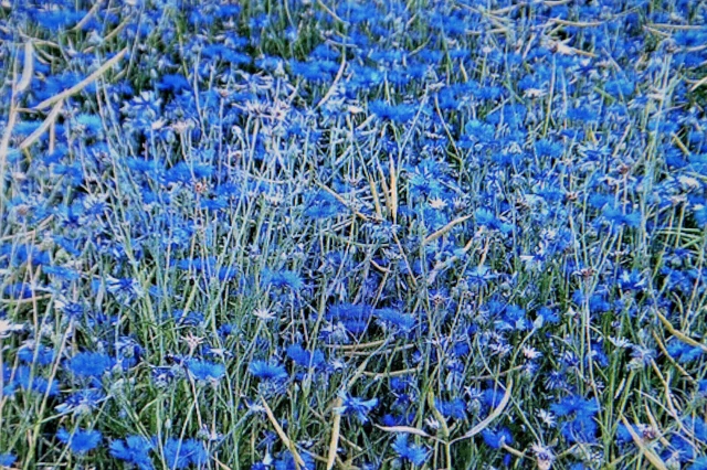 Semi Di Fiordalisi Miscuglio - Facili Da Coltivare Per Un Prato Fiorito - Foto 2