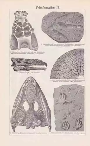 Trias Fossilien Ammoniten Dinosaurier Stich um 1897