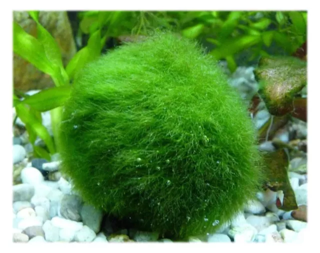 Marimo Moss 5 Balls 0.5 inch (1.3cm) (Cladophora) Live Plant Aquarium In USA