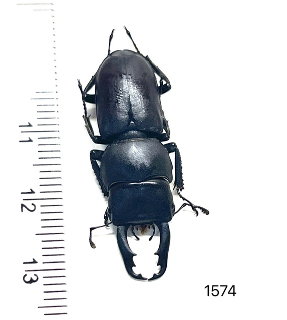 Scarabée Lucanidae Mesotopus Regius XXL - Cameroun, 74mm, Mâle A1, Rare