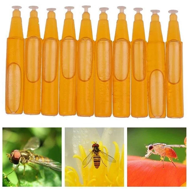 10pcs Fruit Fly Trap Killer Drosophila Trap Fly Catcher Control Insect Pest O7B5 10pcs Fruit Fly Trap Killer Drosophila Trap Fly Catcher Control Insect Pest O7B5