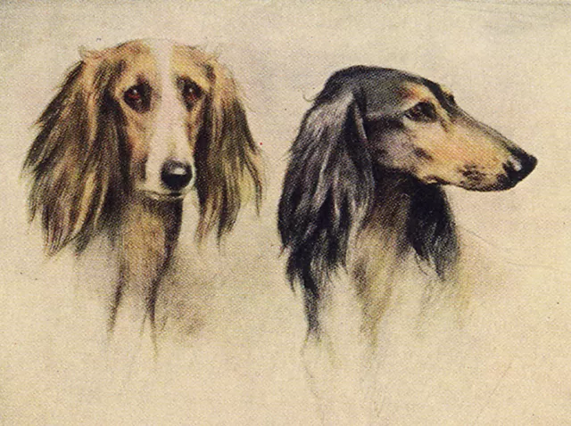 Saluki  Charming Dog Greetings Note Card, Two Beautiful Dogs Head Study