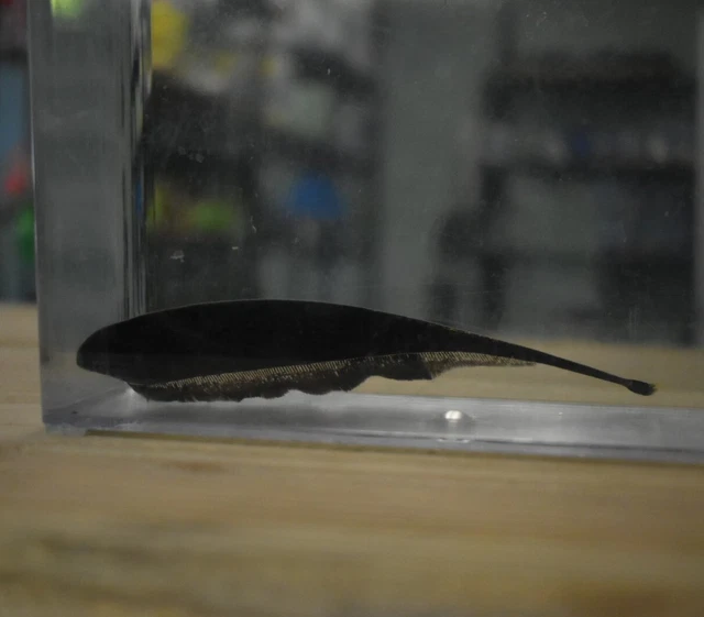 Live Black Ghost Knife Fish (3" Freshwater Aquarium Fish) *PLS READ DESCR* 7