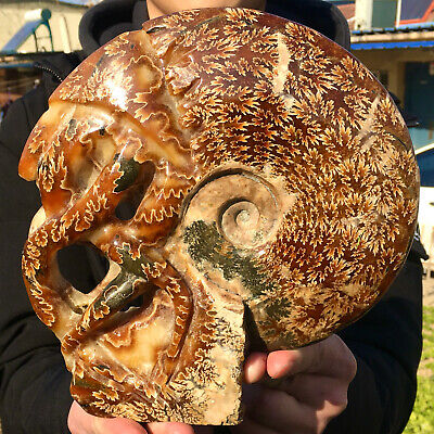 4.44LB Rare! Natural Tentacle Ammonite FossilSpecimen Shell Healing Madagascar