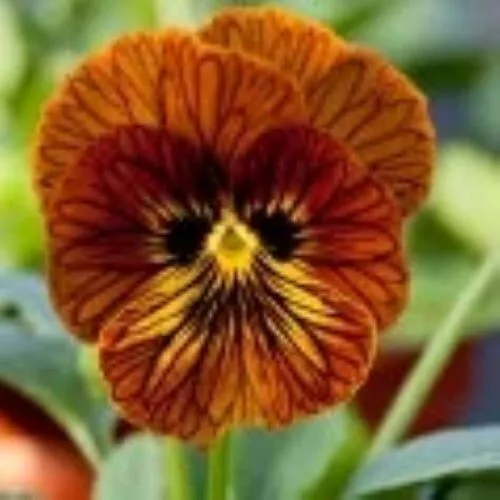 Viola Tiger Eye Red * 15 Seeds - Black Veins - Viola cornuta