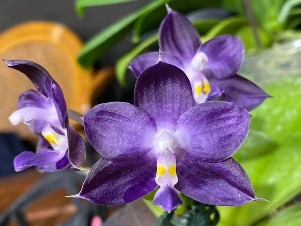 Fragrant Phalaenopsis Blue Phal. Lioulin Bluebird 'Mainshow' In 3" Pot