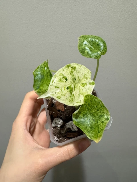 ALOCASIA DRAGON SCALE Mint variegated rooted active growing plant