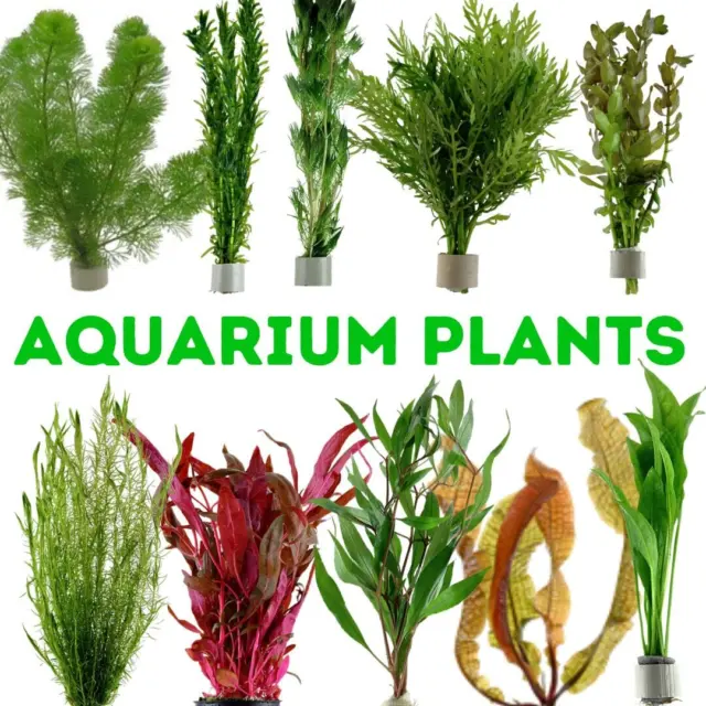 Live Aquarium Plants Bunched For Tropical Fish Tanks Coldwater Aquatic Assorted