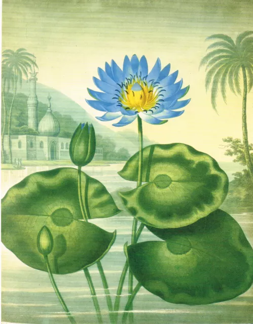 Blue Egyptian Waterlily Flower Plant Old Print Picture Floral 1990 CNHPP#53