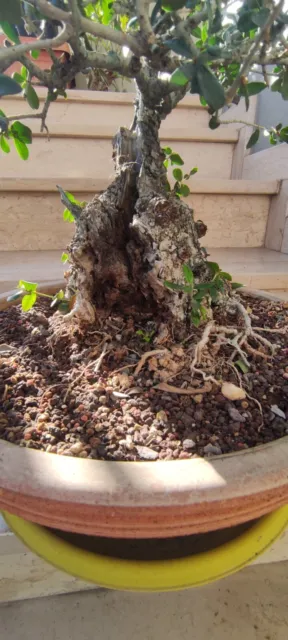 Bonsai di Ulivo ESEMPLARE