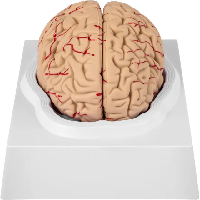 VEVOR Schädel Modell Gehirn 9-teilig Anatomiemodell  Lebensgroß Gehirnlehre