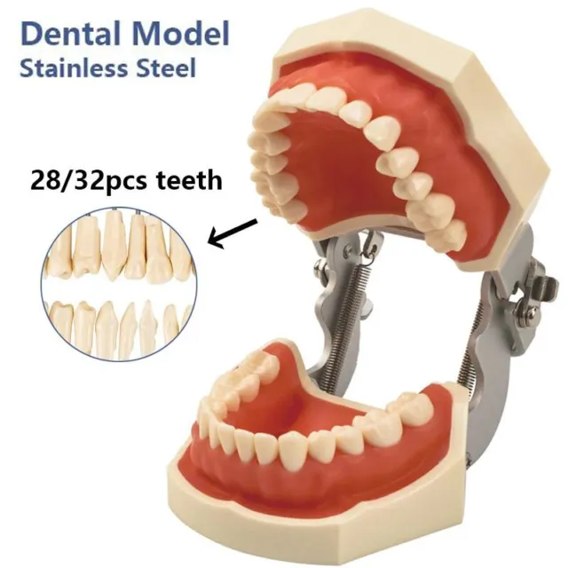 Dental Typodont Model with Removable Teeth 28/32 Teeth Model Soft Gingiva