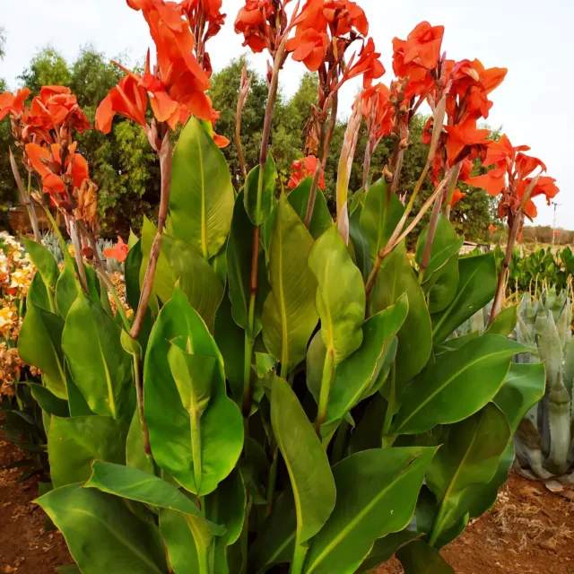 6Canna indica gigante  fiori  rosso + 6 Canne Arancione Gig altezza più di 2 m