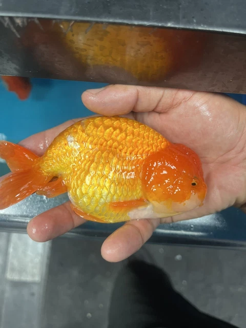 Fancy Goldfish Ranchu Live Fish 5”+