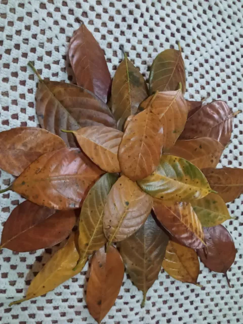 Natural Ceylon Dried Jack Fruit 100pcs Organic bio Shrimp Aquarium Leaves