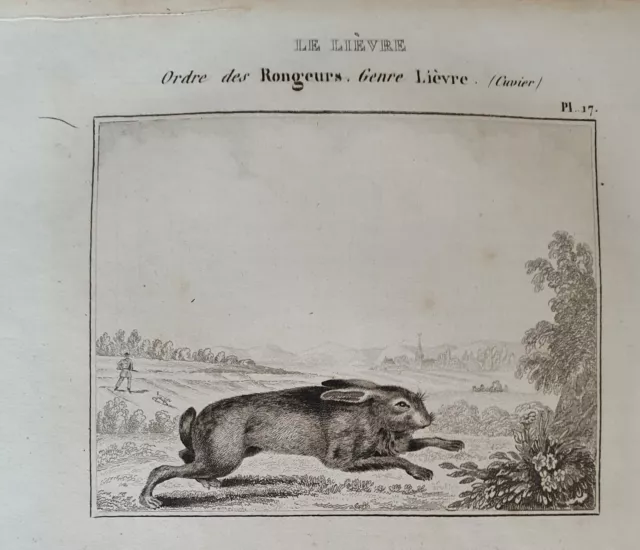 Lithographie Kunstdruck Stich Engraving Tier Hase Hare Buffon Antik 2