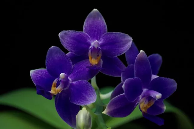Fragrant Phalaenopsis Blue Phal. Equasamera (P. Equalacea 'Blue' x KS 'Samera')