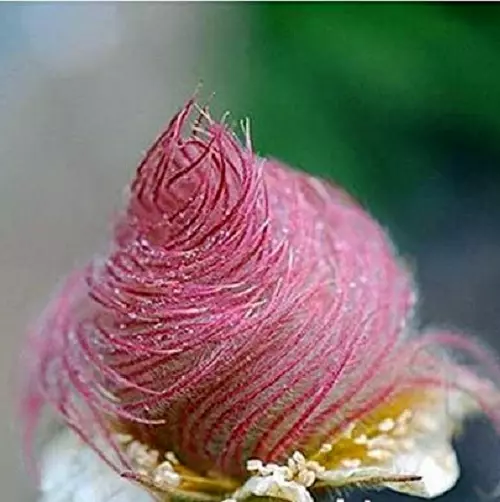 Flower Smoke Prairie  Seeds - Geum Triflorum - Flowers Roses Curious Prado Pink