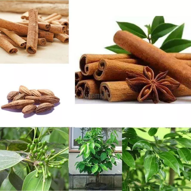 Ceylon CINNAMON SPICE TREE  Cinnamomum  zeylanicum LIVE Organic Rare Plant