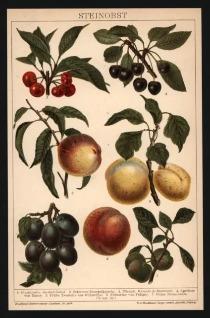 Lithographie anno 1896 - Obst Kirsche Pfirsich Aprikose Nektarine Pflaume Frucht