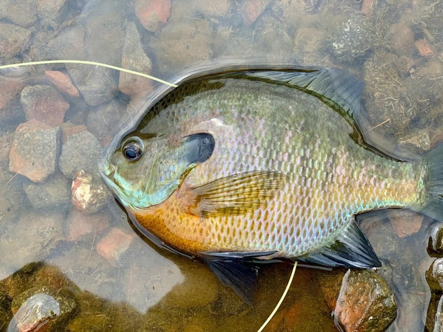 3" -6" Bluegill LIVE Fish for Pond or aquaponic GUARANTEE ALIVE - FEED TRAINED!