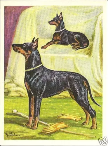 1952 Dog Art Print Austria Tobacco Black & Tan TOY & STANDARD MANCHESTER TERRIER