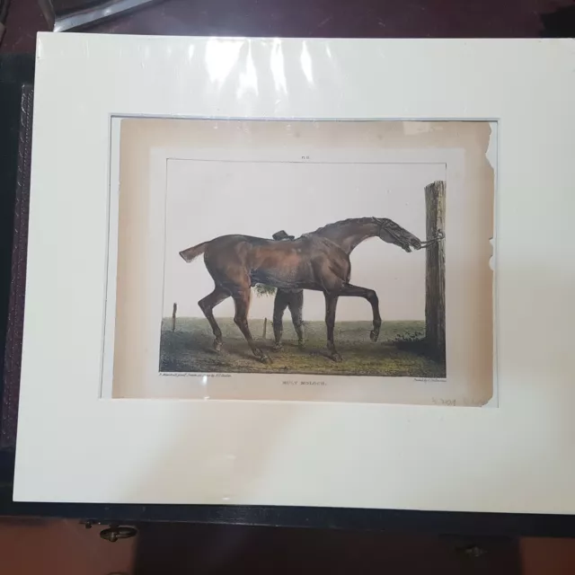 coppia di lithografie a colori cavalli Stubbs  Chalon Hullmandel  1836 3