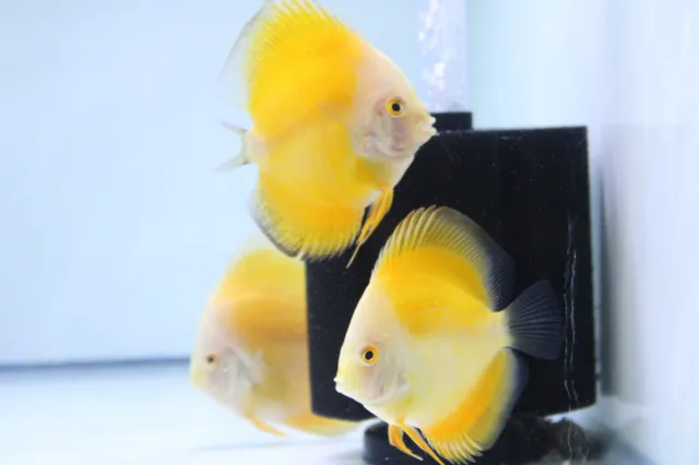 Discus Golden Yellow 3 Pack 4" Live Tropical Fresh Water Healthy Aquarium Tank