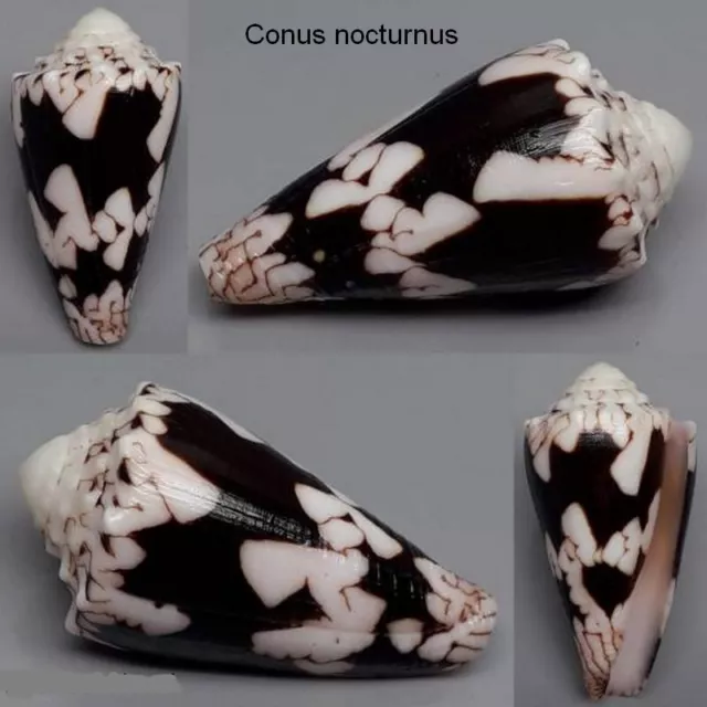 Coquillage de collection : Conus nocturnus