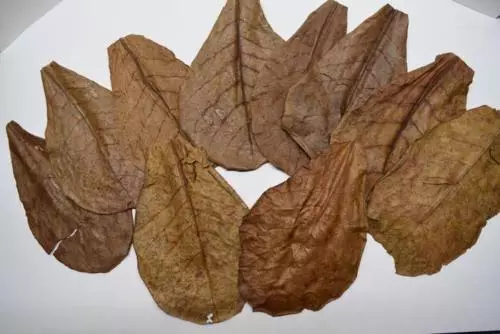 100 pcs. Best Catappa Ketapang Indian Almond Leaves Shrimp Betta Discus Cichlid