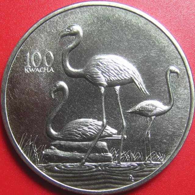 1998 ZAMBIA 100 KWACHA FLAMINGO AFRICAN WILDLIFE RARE! CU-NI 38.6mm (no silver)