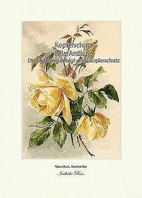 Indische Rose Rosa Indica Begalrose Chinarose Rosengewächse Vilmorin A4 306