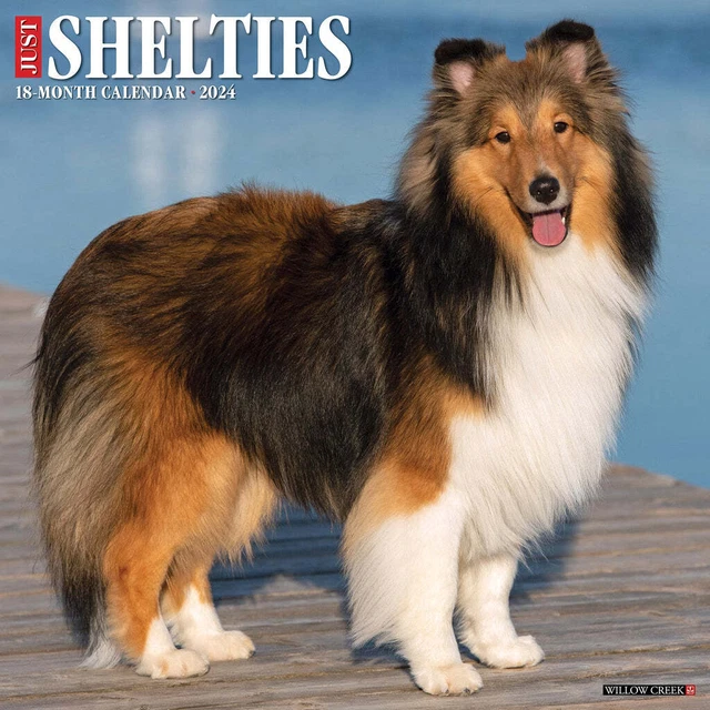 Solo Shelties - 2024 Calendario da Parete - Nuovo - 35337