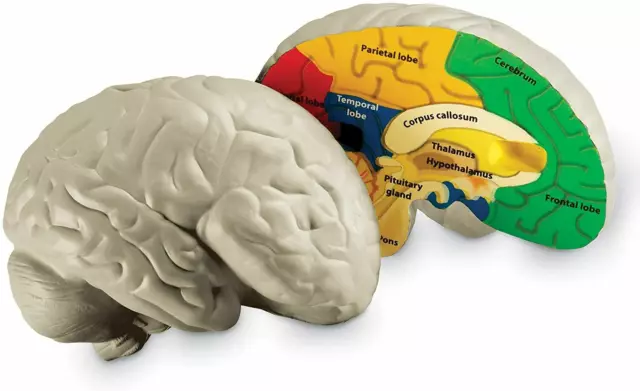 Cross Section Brain Model 2 Pc Color Coded Labeled Durable Soft Foam Science Kit