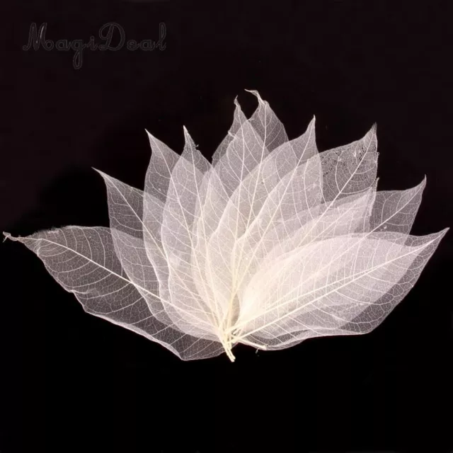 Party Supplies Skeleton Cards Decor Magnolia  Leaf Natural Leaves Scrapbooking