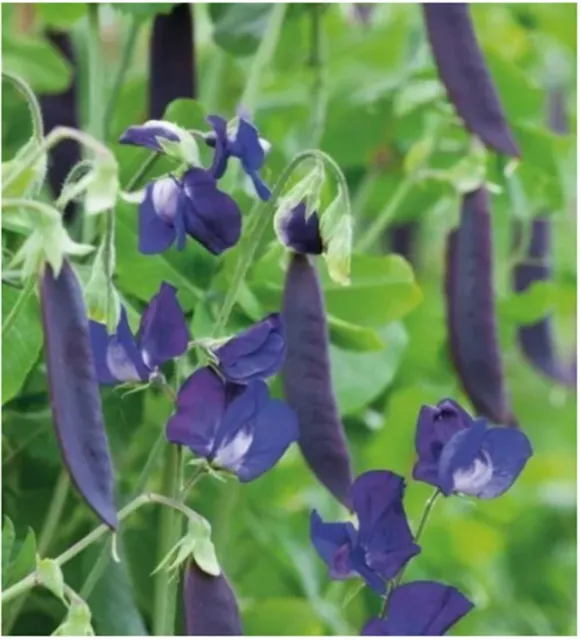 15 Blauwschokker Edible purple Sweet Snow pea seeds (UK seller) Mangetout