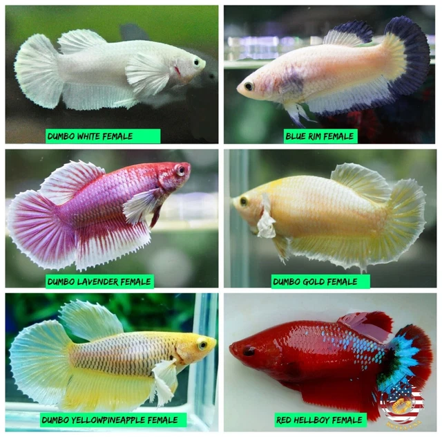 Live Betta Fish Female Sorority Lavender, White, Gold Dumbo, Red Hellboy & More