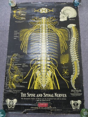 ANTIQUE MEDICAL CHART/POSTER – The Spine and Spinal Nerves £62.00 ...