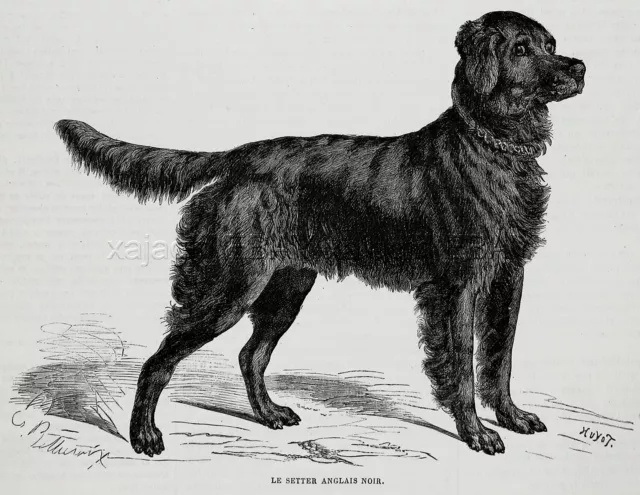 Dog Flat-Coated Retriever, Breed ID'd, 1870s Antique Print & Article