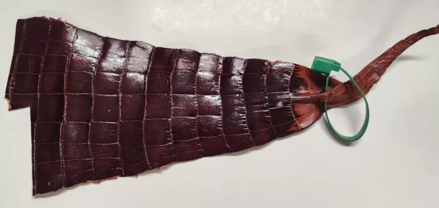 Alligator Tail (Belly) Skin Glazed 2