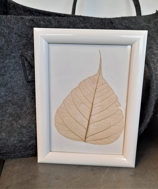 Hojas Esqueleto 200 Piezas Hundert Braun Secas Decoración Ondulaciones Beige