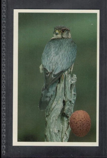 MERLIN - 25 + year old English Trade Card # 3