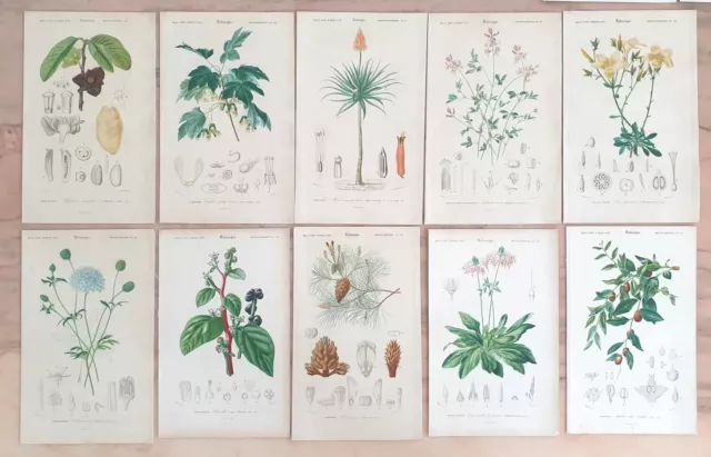 10 gravures planches d' Orbigny flower plant 1849 fleurs plantes decorative