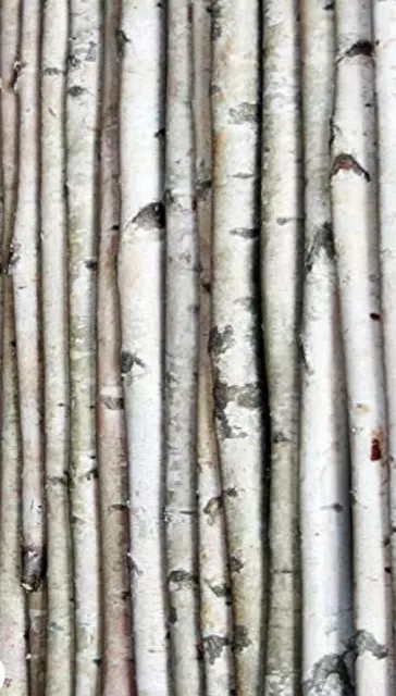 White Paper Birch Logs Set Of 10  .75" -1.25" Diameter  12" Length