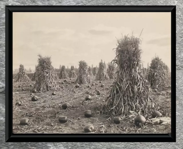 Charming ... Early 1900's Corn & Pumpkin Harvest ... Antique 5x7 Photo Print