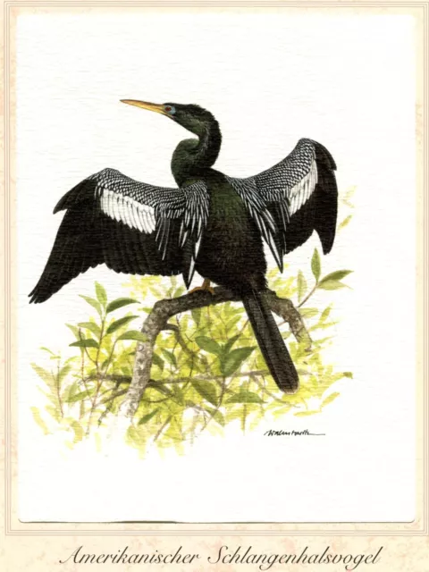 Amerikanischer Schlangenhalsvogel (Anhinga anhinga) Grafikmaß: 17,5 x 25,5 cm