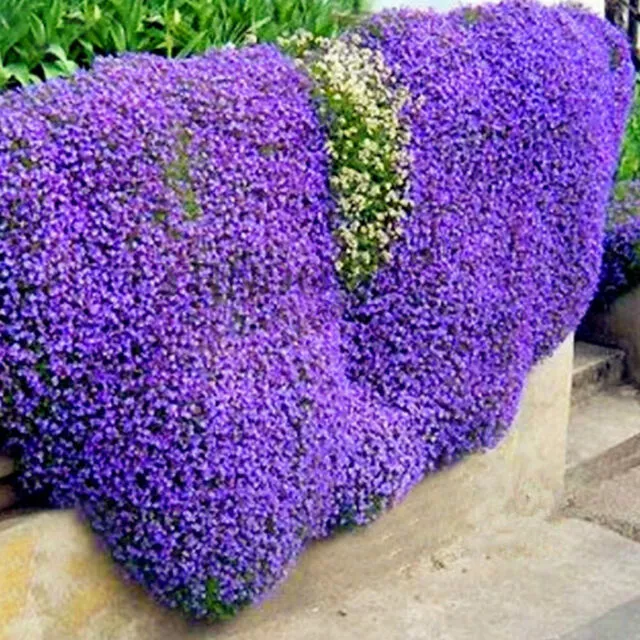 Aubrieta Hardy Perennials  Seeds Choice Of Many Colours